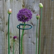 Round Shape Plant Stem Support Ring Cage Garden Iron Plant Border Support Wire Hoop;Plant Stem Support Ring Cage Garden Iron Plant Border Support Wire Hoop