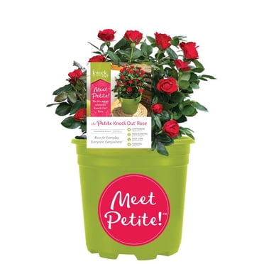 Knock Out Roses Petite Knock Out Rose 1 Gallon (Rosa) Red Flowers Are Disease Resistant Live Outdoor Plant