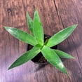 thumbnail image 6 of MicroStarts Live Blue Flame Agave Succulent Plant in 4 inch pot (1 count), 6 of 6