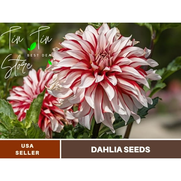 40  Seeds| Santa Claus Dahlia Perennial Seeds | Seeds, Herbal Seeds, Flower Seeds, GMO Free, Authentic Seed #D071