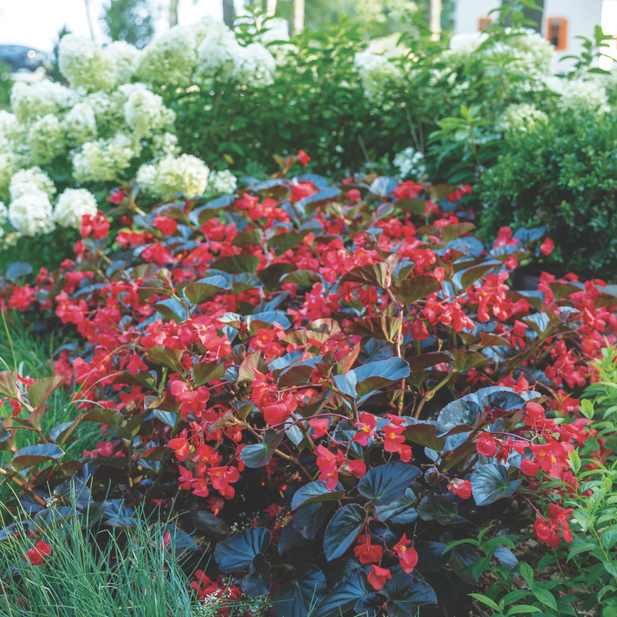 Proven Winners 4" Red Surefire Cherry Cordial Begonia Live Plant in 4.25" Pot (4 Count)
