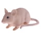 thumbnail image 2 of Animal Modelo Figurita Juguetes Decoración Del Hogar SM SunniMix Juguete de figura de animal, 2 of 6