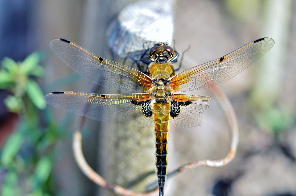 Thorax Bug Insect Small Dragonfly Wing Wildlife-20 Inch By ...