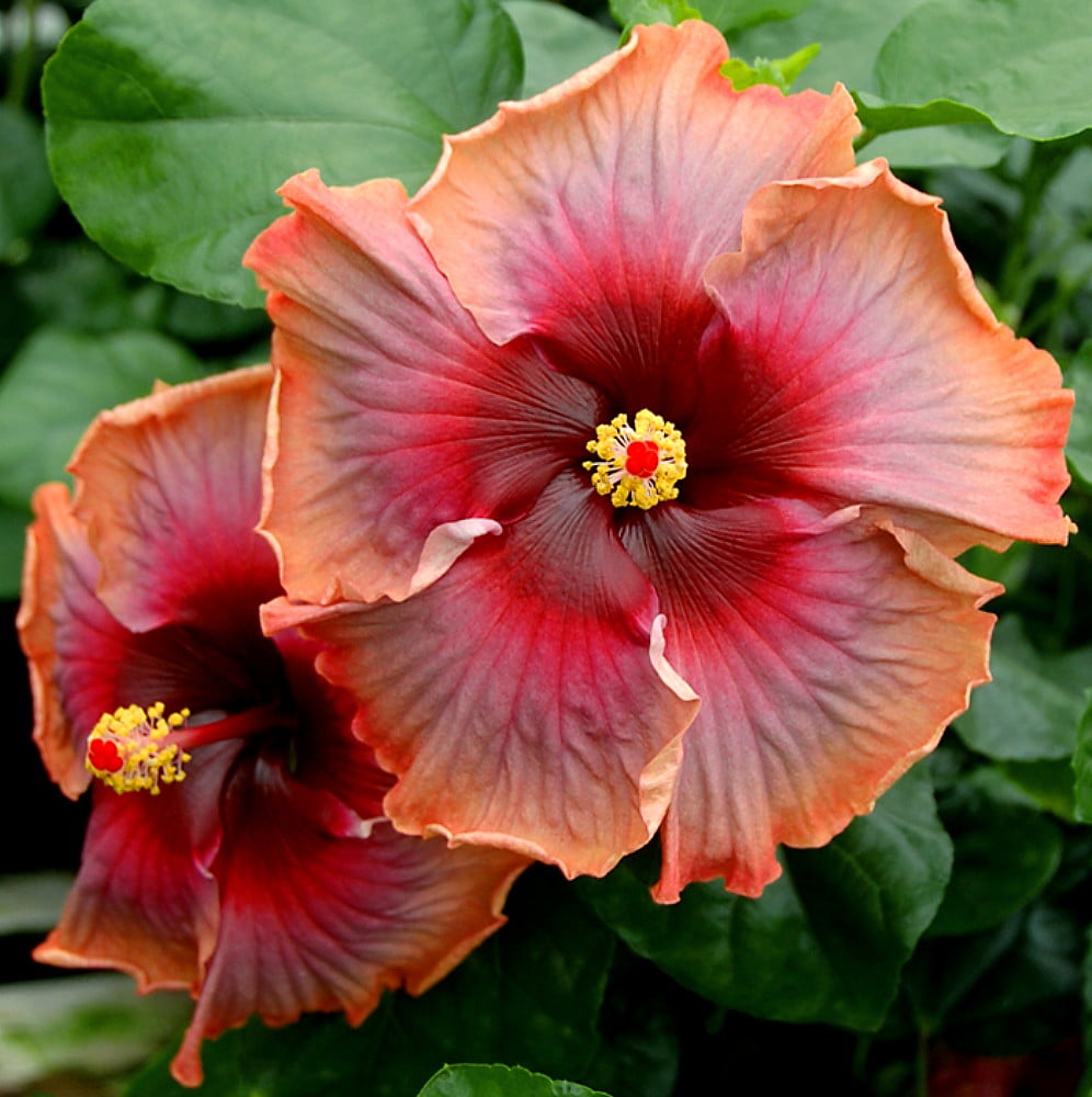 Starlette Hollywood Hibiscus Plant 4" Pot Indoors or Starlette Hollywood Hibiscus Plant 4" Pot Indoors or
