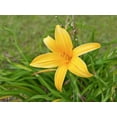 thumbnail image 4 of Daylily 'Aztec Gold' - 15 Live Plants - Hemerocallis Blooming Ground Cover Ornamental Foliage, 4 of 8