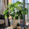 thumbnail image 5 of Glass Plant Watering Globes,Self Watering Globes Bird Shape,Plant Watering Devices,Self Watering Planter Insert,Automatic Watering Bulbs for Indoor Plants(A), 5 of 9