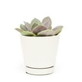 thumbnail image 2 of Echeveria Lolita (4"+ Minimalist Pot) - Tiny, Lovely, Easy to Care Rosette Succulents - Live Succulents for Indoor Places, 2 of 5