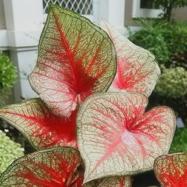 4 in. Caladium Southern Charm Live Perennial Plant (3-Pack)