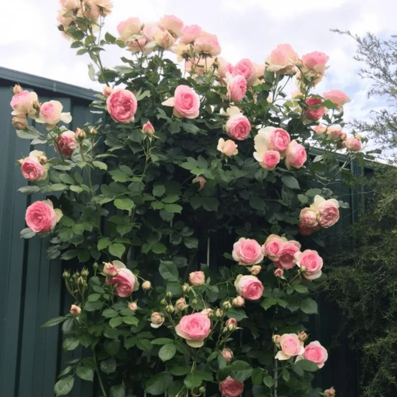 30 White Pink Eden Climbing Rose Seeds, Elegant Bicolor Blooms