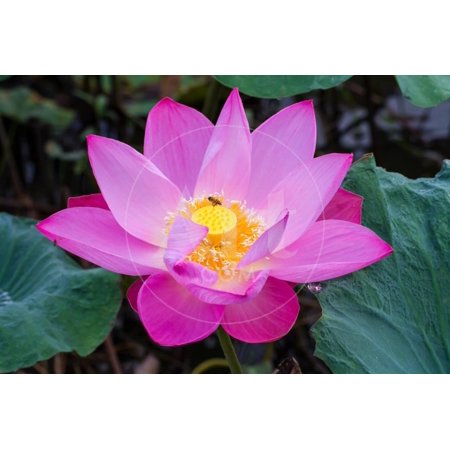 Pink Lotus Flower and Bee Flying Over Print Wall Art By (Best Of Flying Lotus)