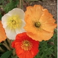 thumbnail image 4 of Iceland Poppy Seeds Flower Mix, 3000 Heirloom Flower Seeds Per Packet, Non GMO Seeds, Botanical Name Papaver nudicaule, Isla's Garden Seeds, 4 of 6