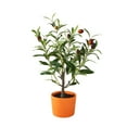 thumbnail image 3 of 18" Olive Tree in 4" Clay Planter, 3 of 4