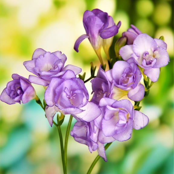 Easy to Grow Freesia Double Blue 15 Plant Bulbs, Fragrant Flowers Spring Zones 9-11