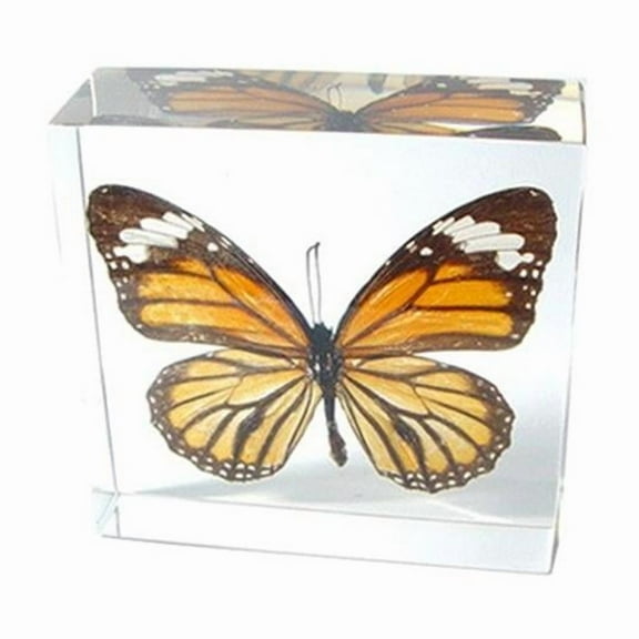 Ed Speldy East TE28 Real Bug Paperweights-Round-Butterfly-Danaus genutia-Cramer
