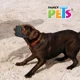 thumbnail image 3 of Bozal Para Perro Bozal Con Forro De Malla Mediano Fancy Pets, 3 of 3