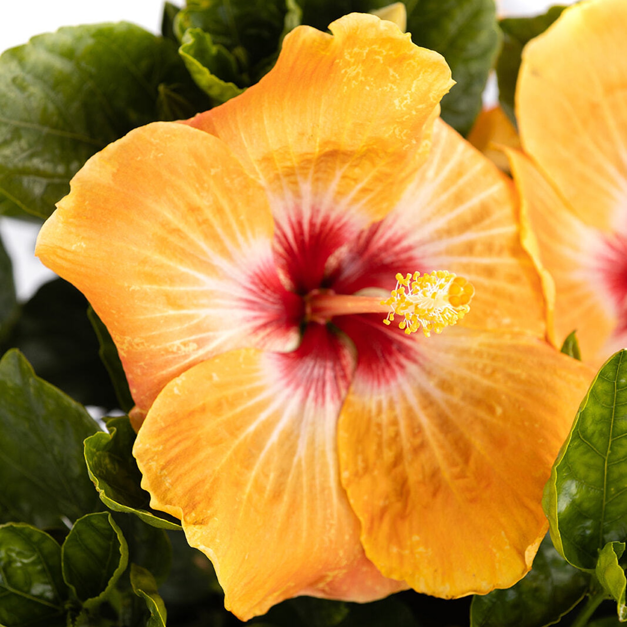 Proven Winners ColorChoice 6" Multicolor Hollywood Hibiscus VIP Tropical Hibiscus Live Plant in 7.5" Pot