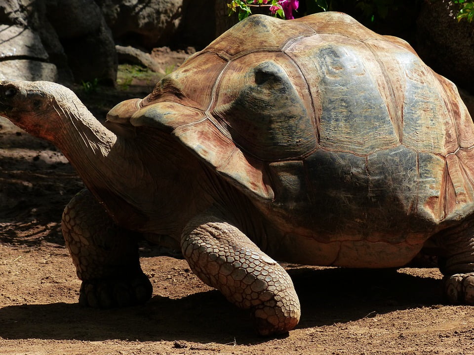 turtle big wheel