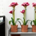 thumbnail image 6 of 10Pcs 16in Plant Support Stakes Garden Flower Single Stem Support Stake Iron Plant Cage Support Ring For Tomatoes Orchid Lily Peony Rose Flower Amaryllis Iris Stem, 6 of 8
