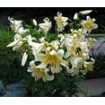 thumbnail image 2 of Honeymoon Oriental Trumpet Lily - 2 Bulbs 14/16 cm - Yellow/Gold, 2 of 2
