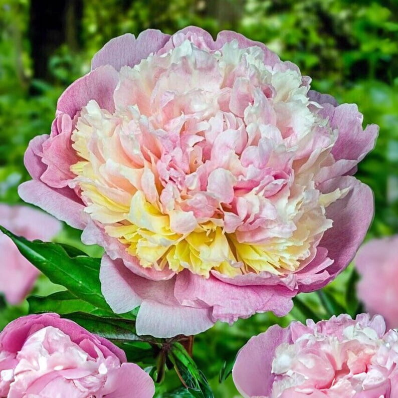 10 Seeds Raspberry Sundae Peony Seeds Paeonia Butterflies Open-Pollinated Heirloom for Gardens