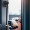 thumbnail image 2 of FESTFENDS 1Pcs Dog Bell Rope for Pet Traction Rope Position Tracking Outdoor Walks, 2 of 8