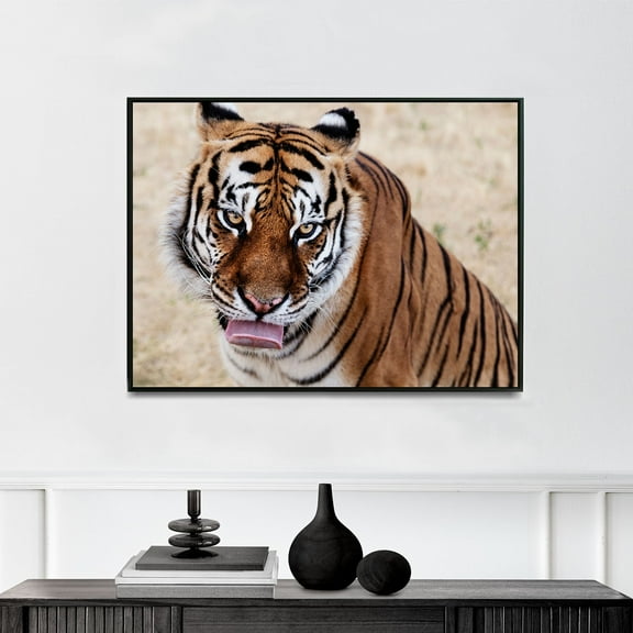 Tiger at the Wild Animal Sanctuary, near Keenesburg, Colorado | Carol M. Highsmith | Premium Fine Art Print | 21th Century American | Photography | Portrait | Nature Art
