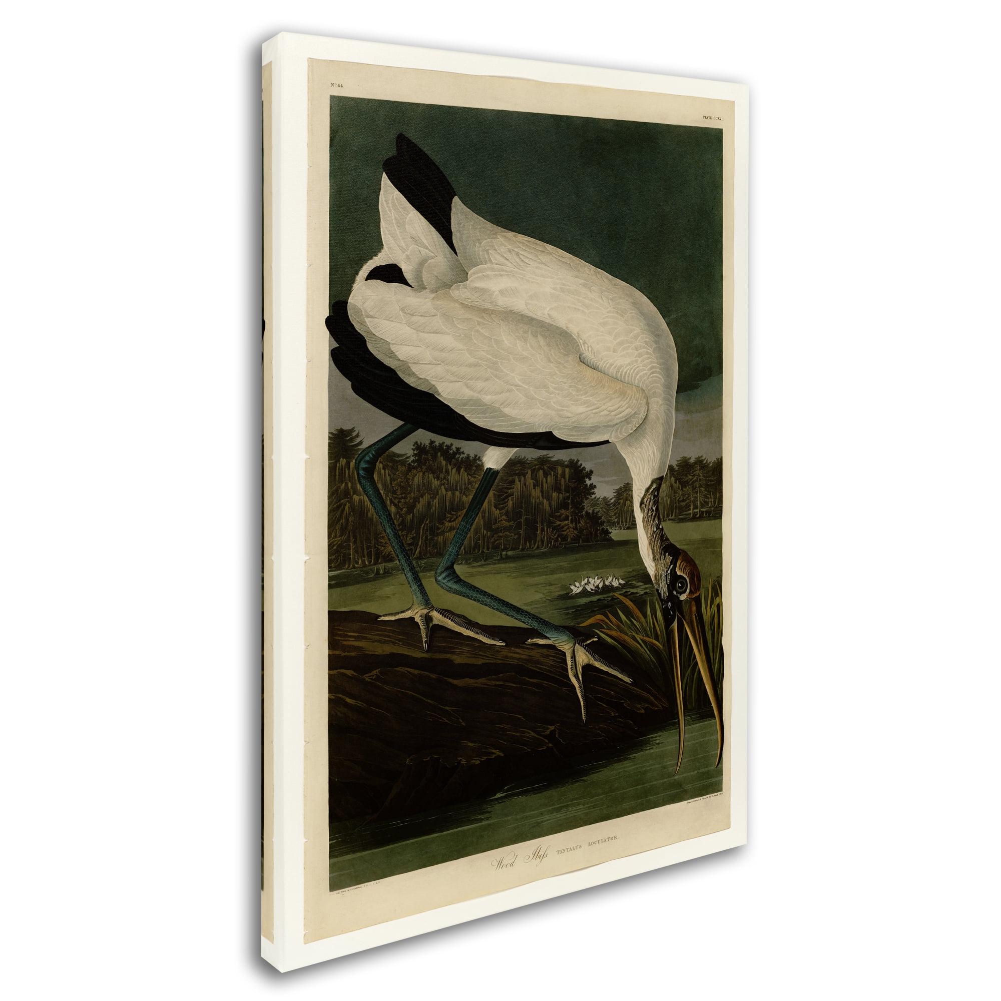 Trademark Fine Art 'Wood Ibissplate 216' Canvas Art by Audubon