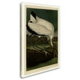 thumbnail image 2 of Trademark Fine Art 'Wood Ibissplate 216' Canvas Art by Audubon, 2 of 3