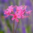thumbnail image 2 of Breck's Blue Flowering Electric Blue Spider Lily Dormant Flower Bulbs, Set of 5 bulbs, 2 of 3