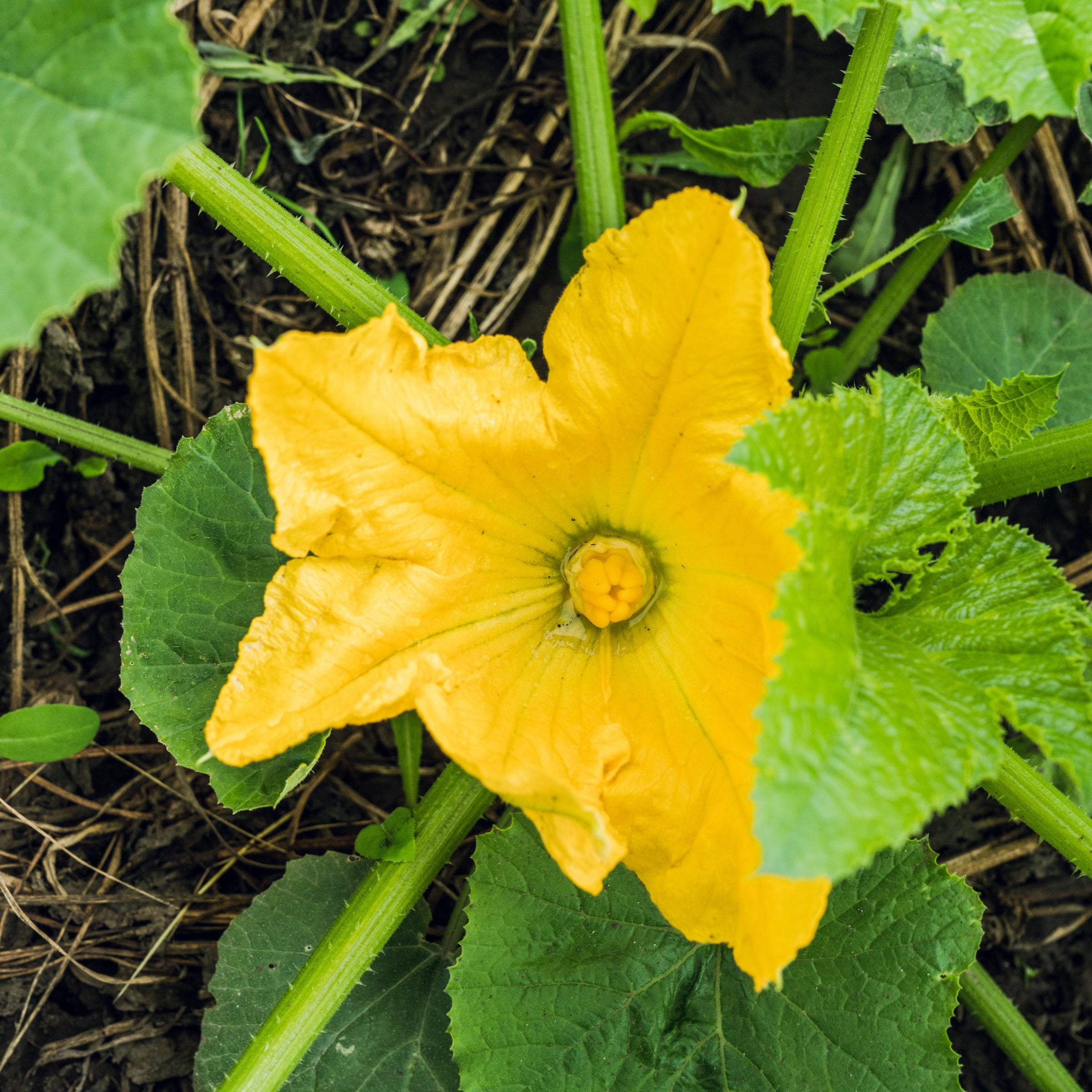 2.5 in. Live Vegetable Pic-N-Pic Yellow Squash Plant (3-Pack)
