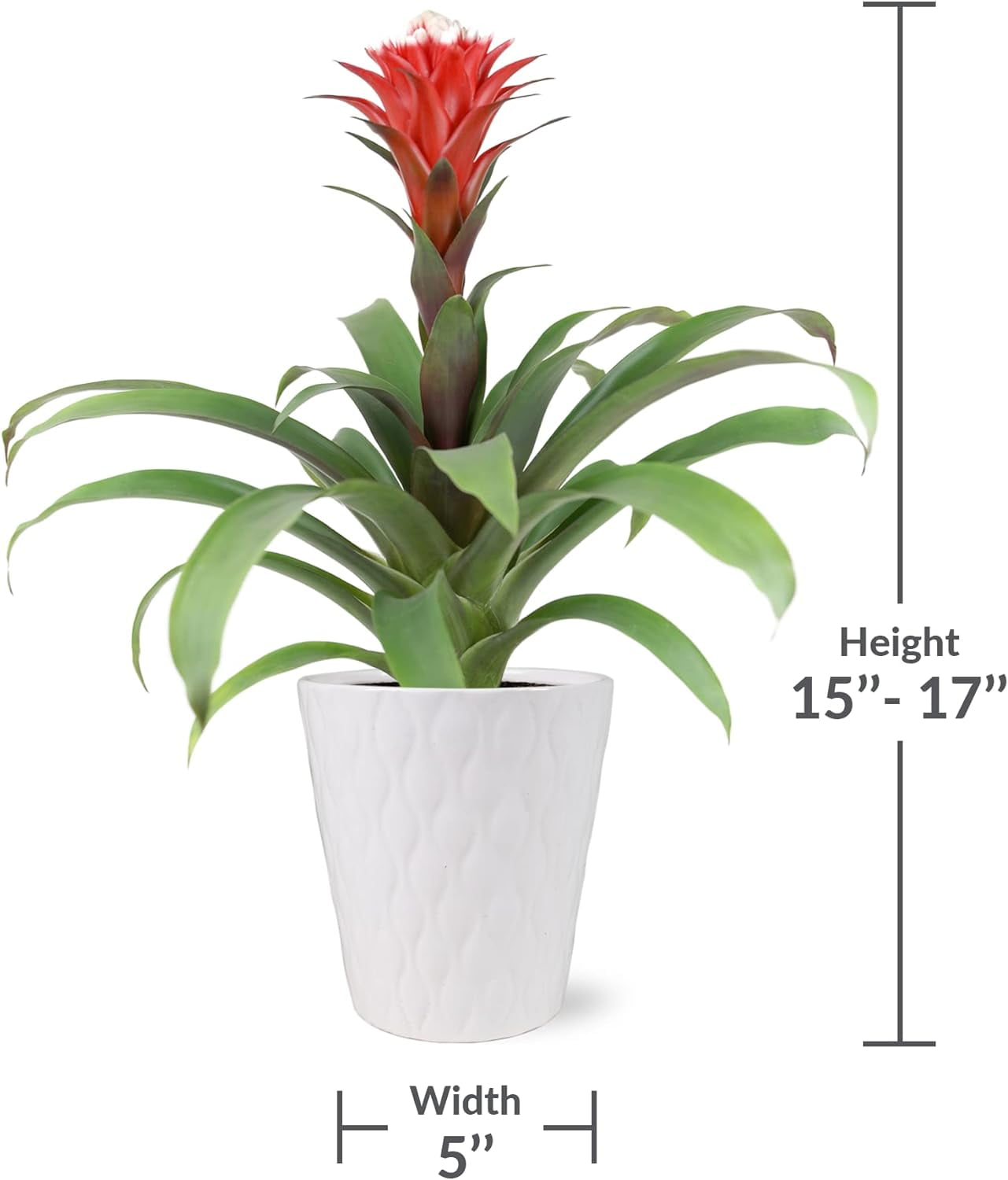 Just Add Ice 15" Tall Red Guzmania Hope Bromeliad Live Plant in 5" Moss Topped White Ceramic Pot, House Plant