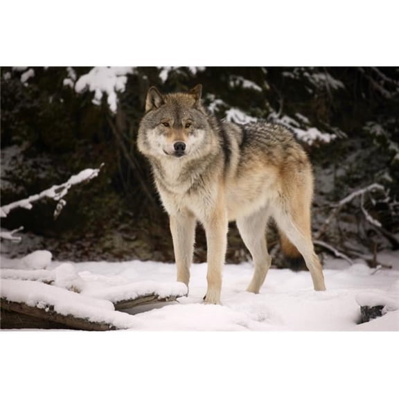 Wolf Poster Print by Don Hammond, 34 x 22 - Large