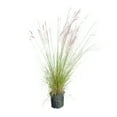 thumbnail image 2 of Expert Gardener Pink Muhly Grass (2.5 Gallon) Tall Ornamental Perennial with Airy Plume Heads - Full Sun Live Outdoor Plant, 2 of 6