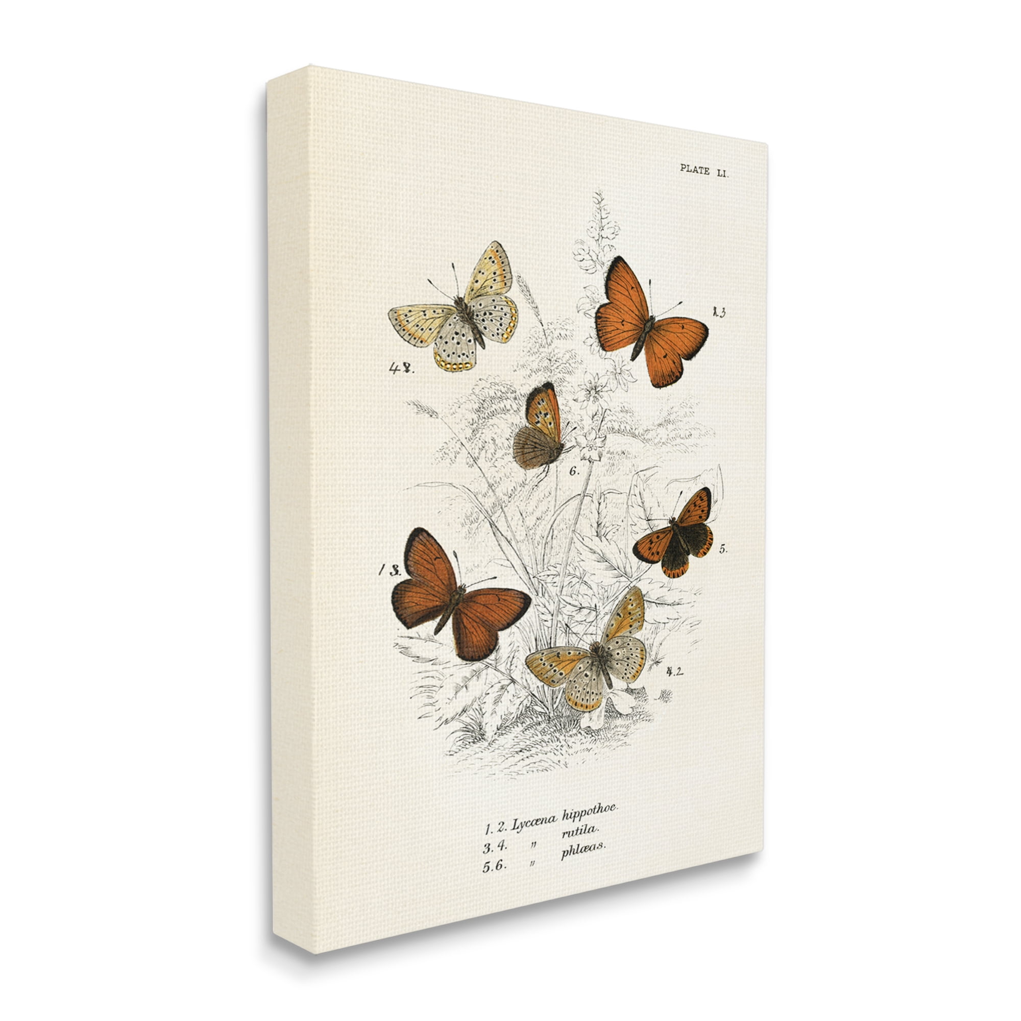Stupell Industries Vintage Butterfly Studies Animals & Insects Painting Gallery Wrapped Canvas Print Wall Art, 16 x 20