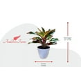 thumbnail image 4 of Andersen Farms Aglaonema Siam Live Plant Indoor/Outdoor in 6 in. Deco Pot, 4 of 4