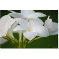 Trademark Fine Art "Picture Perfect" Canvas Art by Monica Mize