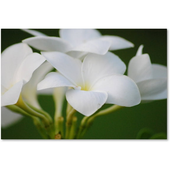 Trademark Fine Art "Picture Perfect" Canvas Art by Monica Mize