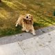 thumbnail image 1 of Almohada de entrenamiento para perros, juguete de mordida de yute, juguete de mordida duradero para perros, manga de mordida para perros, equipo de entrenamiento interactivo para cachorros., 1 of 5