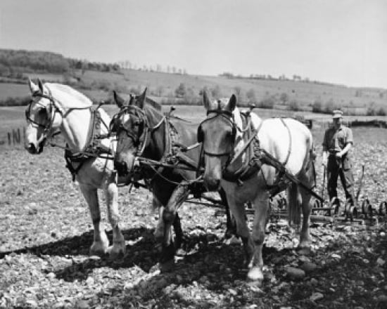 Horses Plowing A Fi
