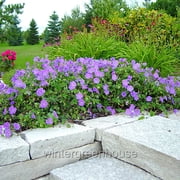 Geranium Rozanne, Cranesbill - Pot Size: 4.5in - Flowers