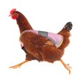 thumbnail image 3 of Chicken Saddles Poultry Aprons With Elastic Bands Chick Protectors, 3 of 5