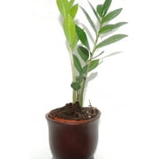 JM BAMBOO-Wooden Color Ceramic Pot w/Rare Z Z Houseplant Golden Tree Zamioculcas 6-8 Inches Tall