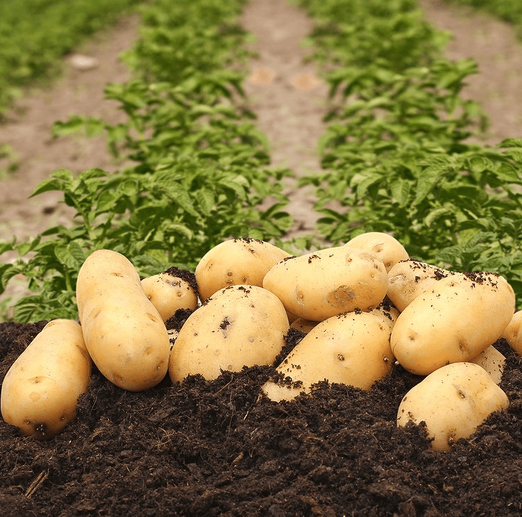 60 TPS True Potato Seeds Gold Yukon Potatoes Seeds Yellow Potato Heirloom Vegetable Seeds for Growing, Tiny Seed