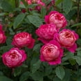 thumbnail image 2 of 30 Rare Seeds| Benjamin Britten Rose Bush Flower Seeds - Pink English Rose Seeds #1113 |BUY 4 GET 1 FREE|, 2 of 2