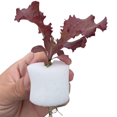 thumbnail image 3 of 300Pcs Hydroponic Gardening Plant Tools Planted Sponge Vegetable Cultivation System 44X30mm, 3 of 10