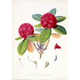thumbnail image 3 of Hooker, Joseph 14x18 Black Modern Framed Museum Art Print Titled - Rhododendron Fulgens, 3 of 5