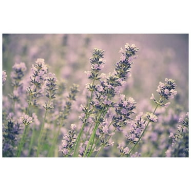 Marmont Hill Lavender Painting Wall Art Print