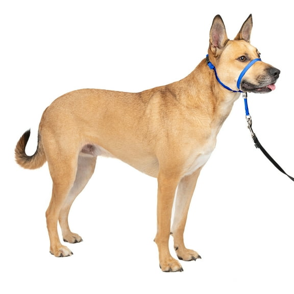 PetSafe Gentle Leader Headcollar, No-Pull Dog Collar, Medium 25-60 Lb., Blue