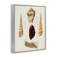 thumbnail image 2 of Stupell Industries Coastal Antique Brown Sea Shells Gray Framed Giclee Art, 16 x 20, by G.W. Knorr, 2 of 7