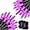 Purple, variant on Morttic 50 LED Christmas Mini String Lights, 16 Ft Battery Operated Christmas Mini String Lights with 8 Lighting Modes, Indoor Outdoor Christmas Mini Fairy String Lights (2 Pack, Purple)